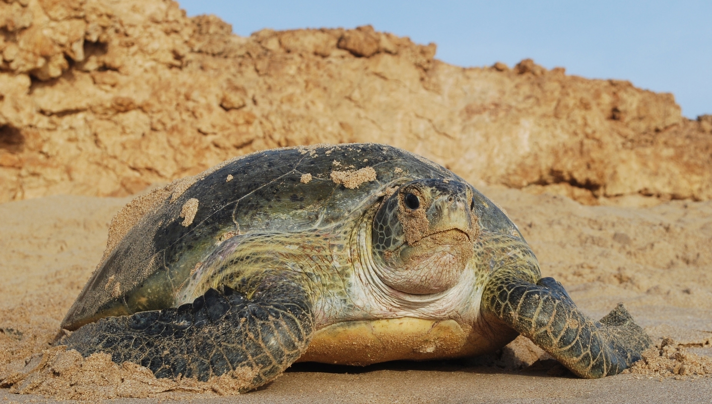 imagen de cabecera del circuito Dubai al completo y descubriendo Omán